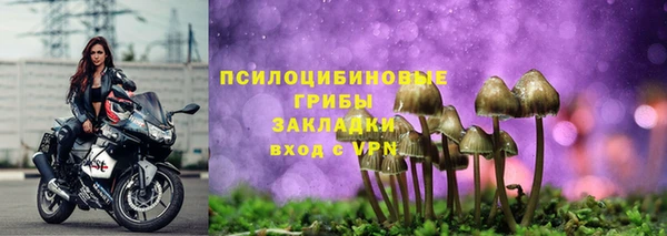 прущие грибы Верхний Тагил